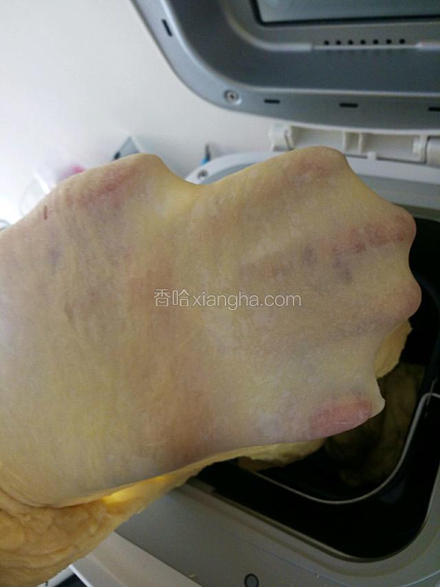 揉好的面团达到完全扩展阶段，能拉出薄膜。