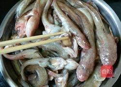 炖胖条鱼的做法图解1