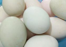 腌制咸鸭蛋