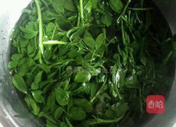 蒜香苜蓿的做法图解2