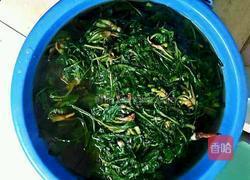 蒜茸拌蒲公英的做法图解5