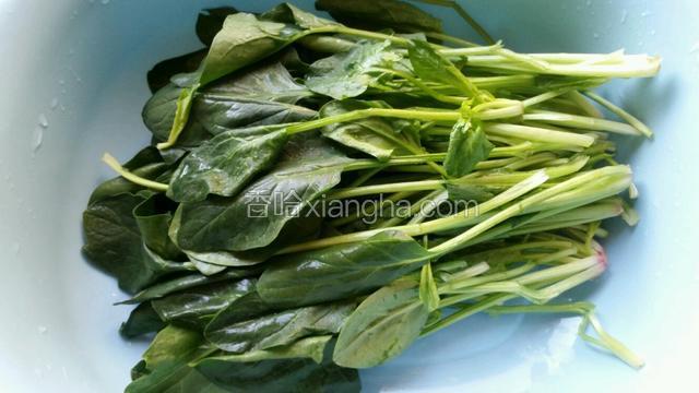 买回的新鲜菠菜摘好后洗干净
