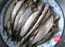 干炸白条鱼的做法图解1