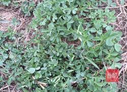 蒸苜蓿的做法图解1