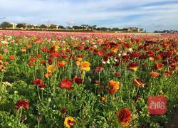 文一Cooking 蒜蓉西兰花的做法图解8