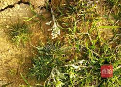 鼠壳粿的做法图解1