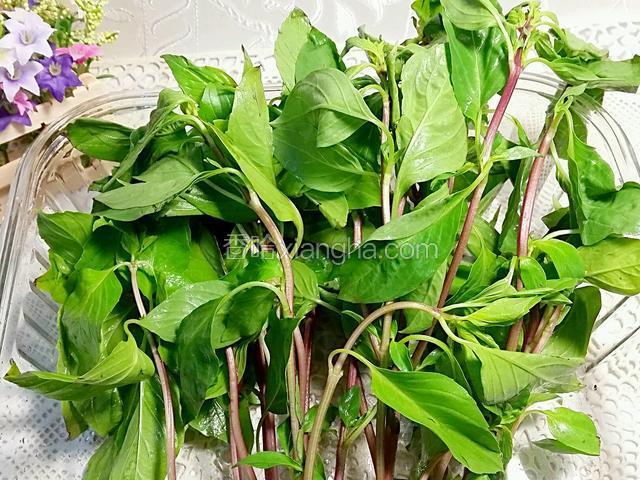 鮮香草羅勒葉清洗乾淨