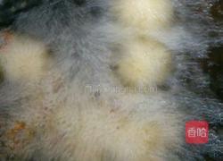 香椿丸子的做法图解5