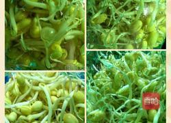自发豆芽的做法图解6