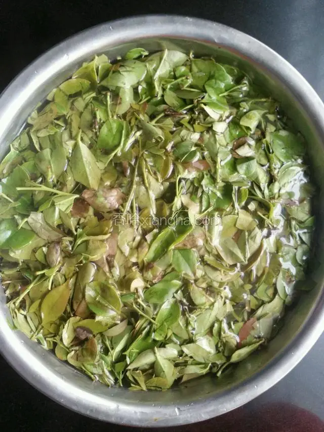 把切碎的南烛叶放在一个盆里加入40度左右的温水浸泡两小时。