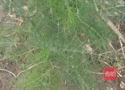 韭菜小茴香煎饼的做法图解3