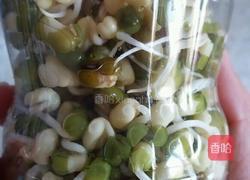 手把手教你泡发可乐绿豆芽的做法图解9