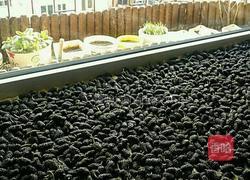 桑葚酒的做法图解1