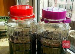 桑葚酒的做法图解2