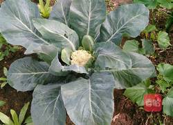 番茄烧花菜的做法图解1