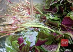 蒜炒紫苋菜的做法图解1