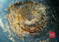 蒜蓉蚝油西兰花的做法图解4