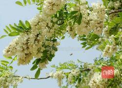 槐花鸡蛋煎饼的做法图解1