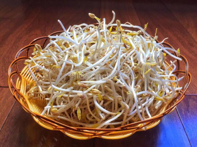 发绿豆芽