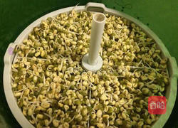 发绿豆芽的做法图解5