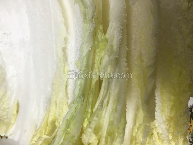 用盐均匀的抹在白菜帮的表面；