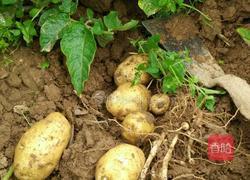 香煎小土豆的做法图解1