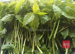 凉拌刺五加的做法图解1