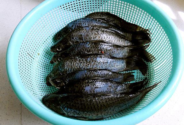 鱼洗净，放料酒、盐、生姜腌制15～30分钟，我做这个汤也只用了2条，因为今天做了两道鱼汤，所以这道菜前面4个步骤和金针菇炖鲫鱼是一样的