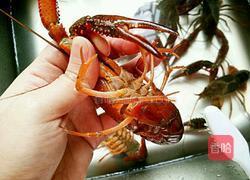 蒜蓉蒸龙虾的做法图解1