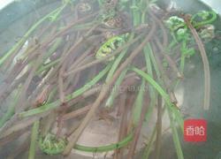 凉拌蕨菜的做法图解3