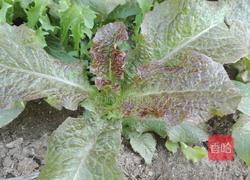 虾米青菜粥的做法图解6