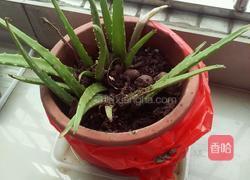 自制芦荟茶的做法图解1