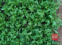 丁香鱼拌苦菊的做法图解1