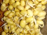自发黄豆芽的做法[图]
