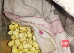 自发黄豆芽的做法图解4