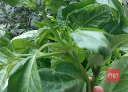 上汤辣椒叶的做法图解1