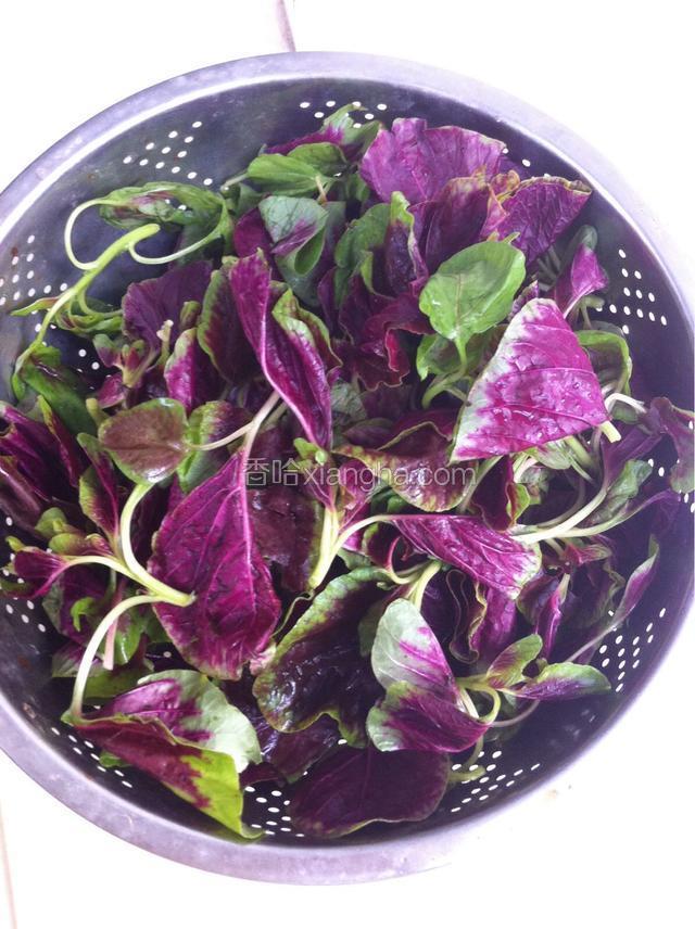 苋菜摘去老梗洗净沥水，蒜切沫