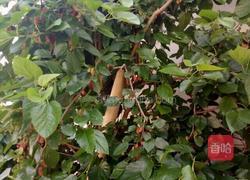 桑葚泡酒的做法图解1