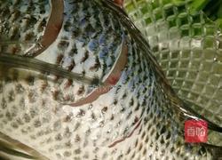 小蕃茄烧罗非鱼的做法图解2