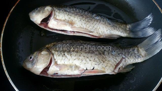 锅中倒入少许油，放入鲫鱼小火慢慢煎到两面表皮金黄，盛出备用