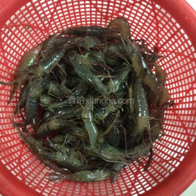 买来新鲜河虾在清水里养上一会，吐出泥沙。