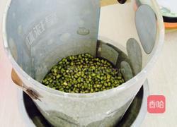 泡发绿豆芽的做法图解4