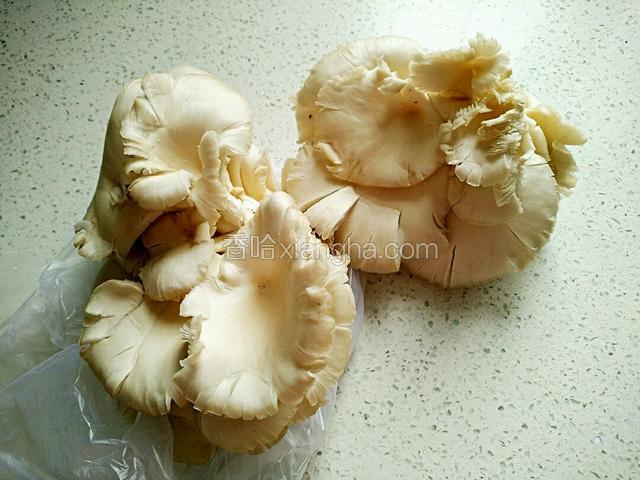 平菇。