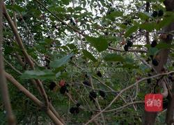 桑葚酒的做法图解1