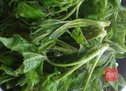 凉拌刺五加的做法图解1