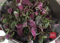 菜籽油清炒红觅菜的做法图解3