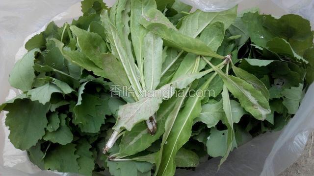 准备好食材灰灰菜（这是去树林子掏的灰灰菜）