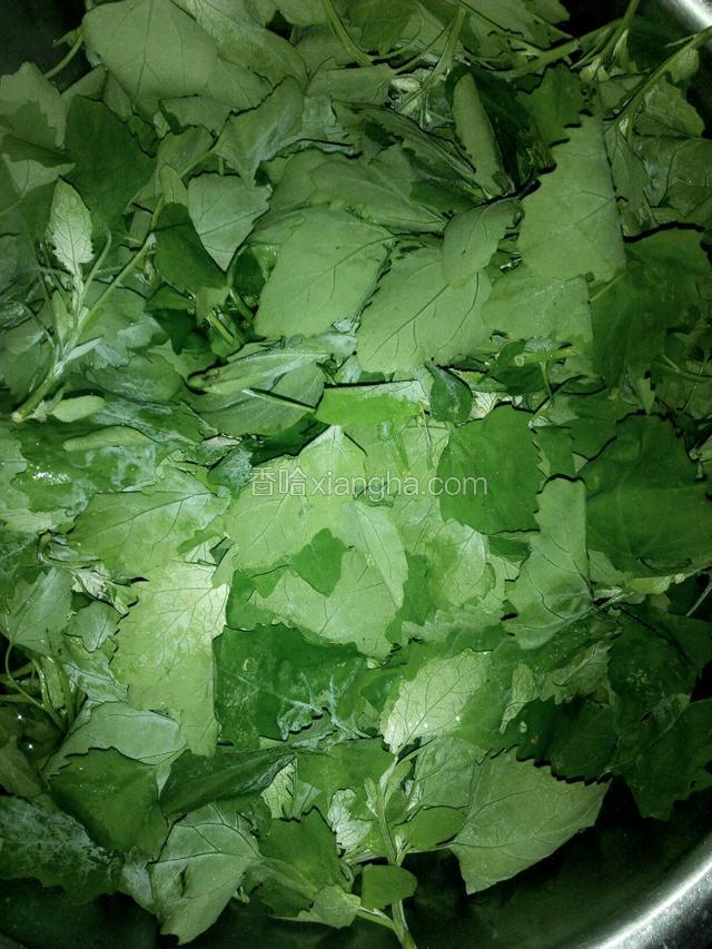 烧开一锅水，放入灰灰菜绰水