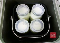 自制醇香酸奶的做法图解8