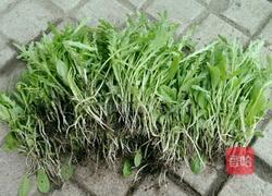 茼蒿素丸子的做法图解1